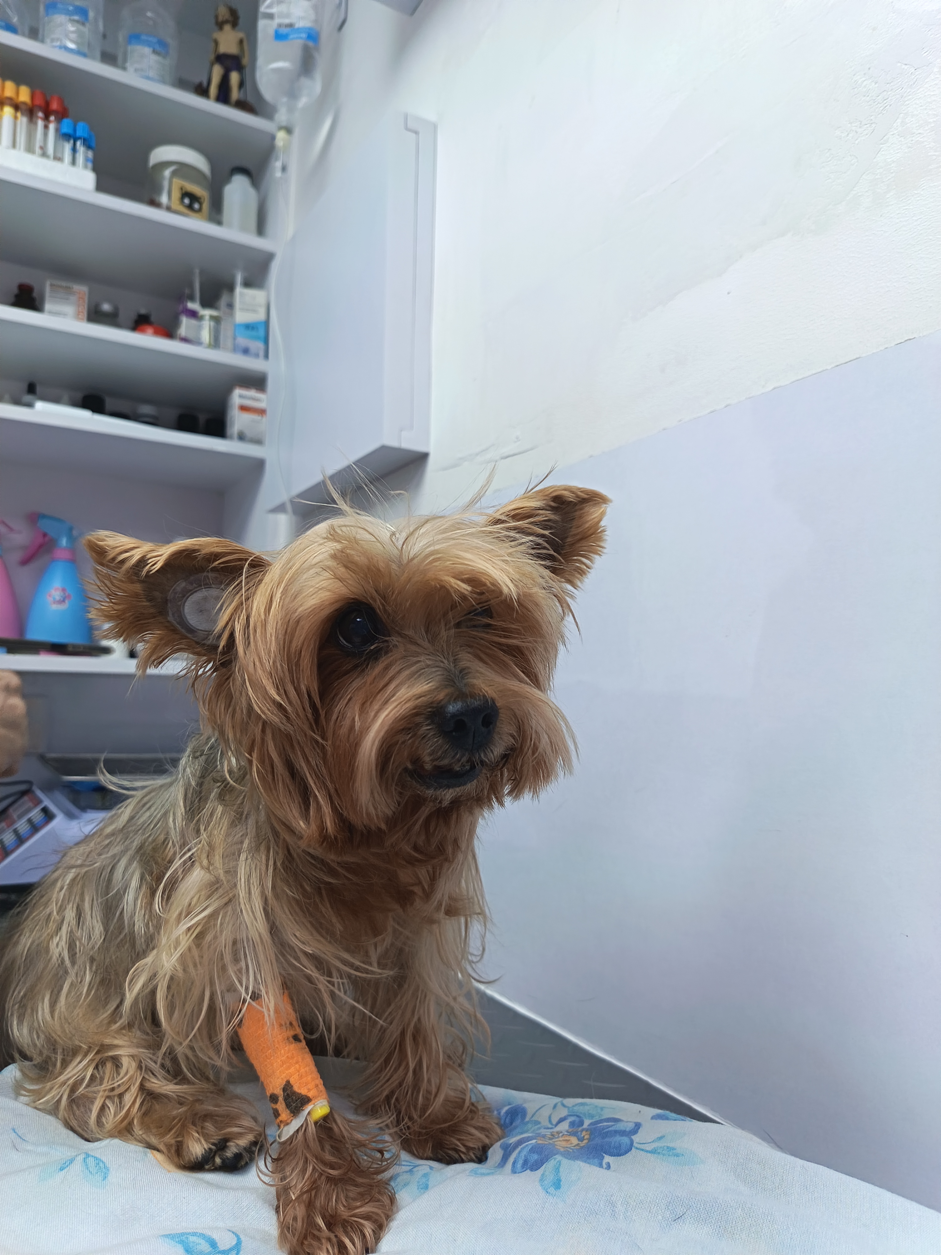 Shaggy