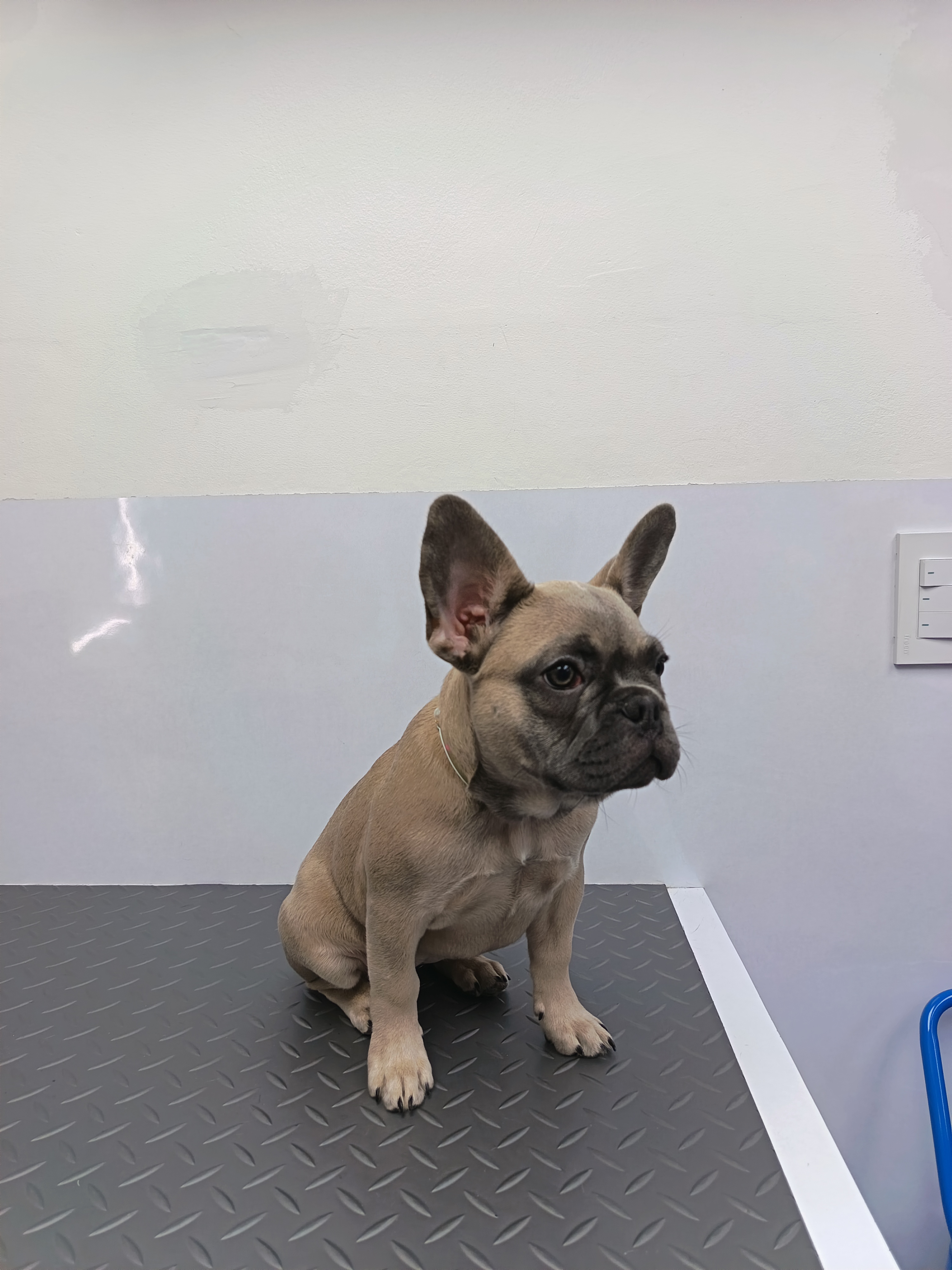 Frida