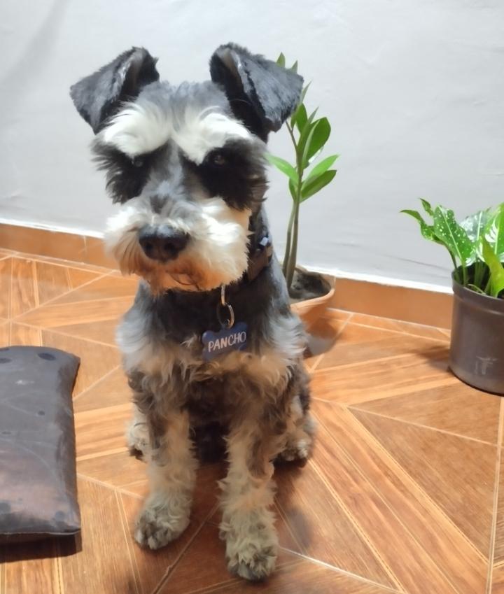 Pancho