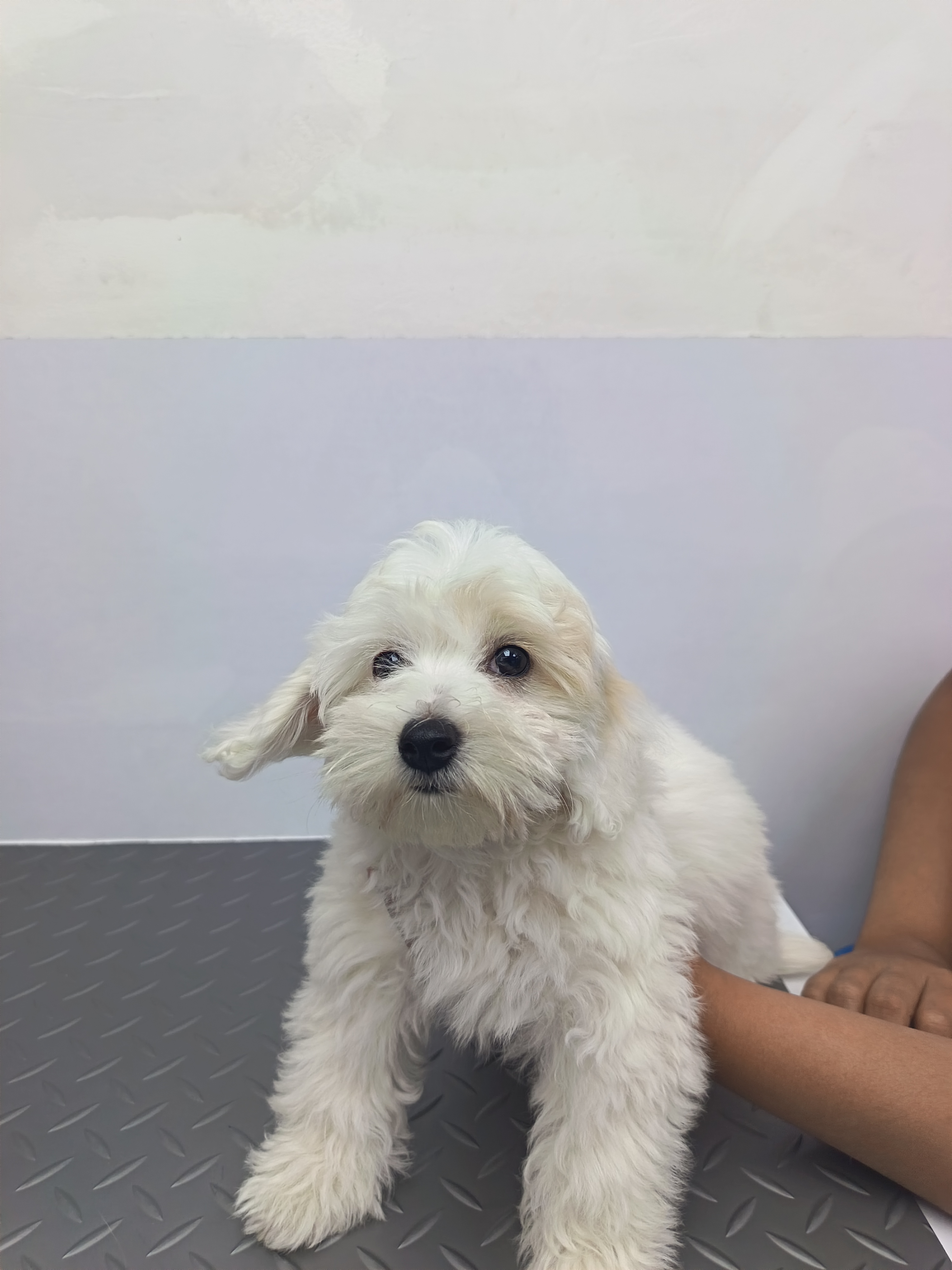 Mopita