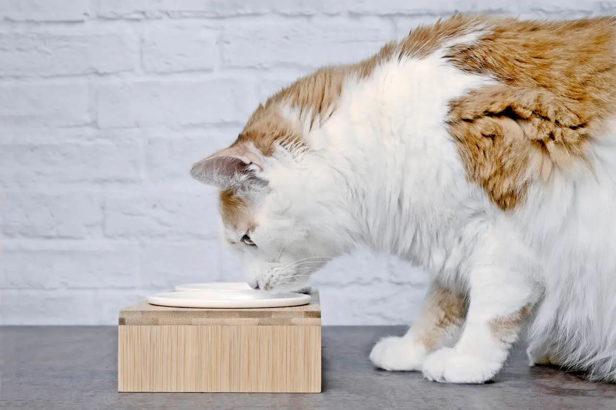 Nuevo alimento dietético para gatos diabéticos con sobrepeso en tratamiento con insulina
